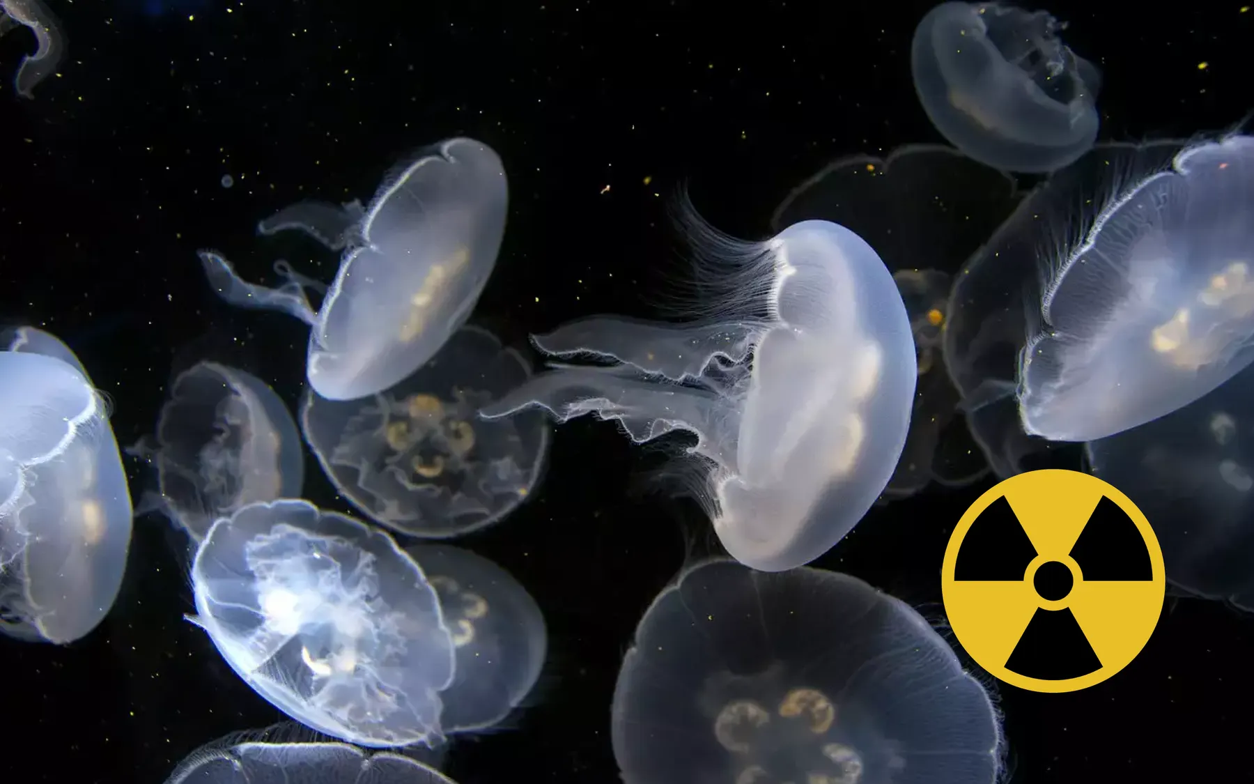 ¡Enjambre de Medusas Paraliza Central Nuclear en Francia!