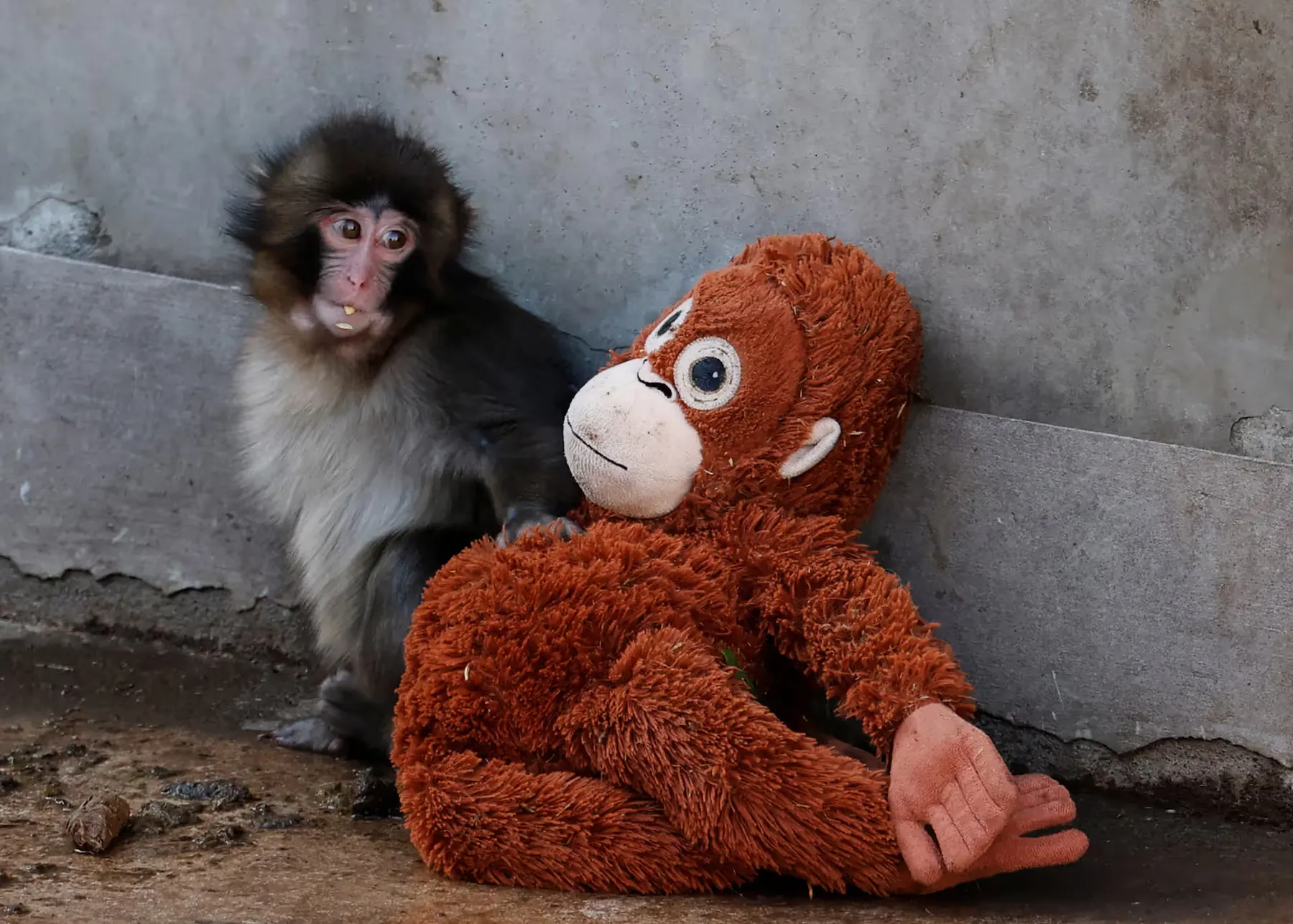 Mono bebé abandonado halla consuelo con un orangután de peluche y encanta a visitantes del zoológico
