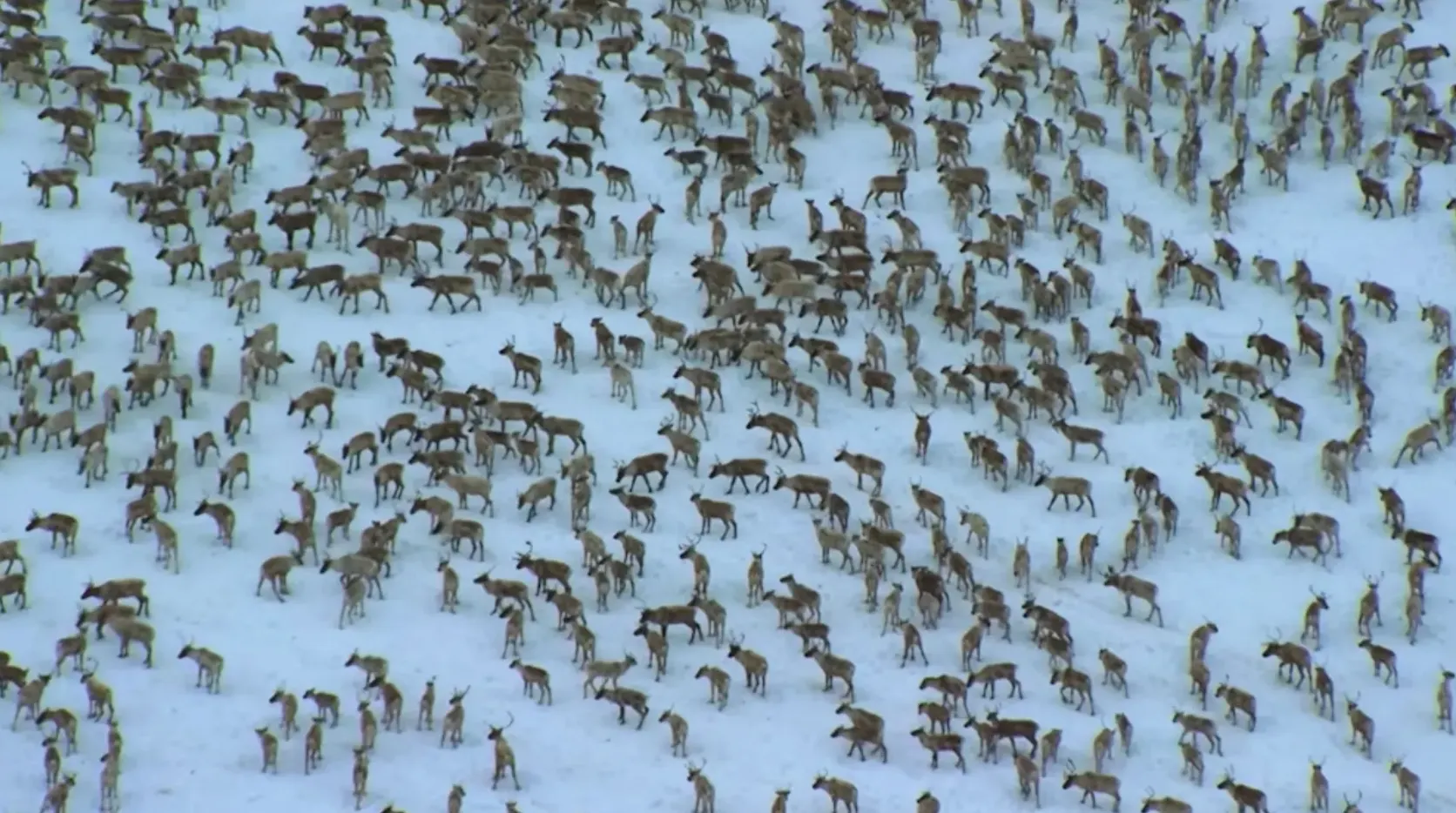 Alaska reactiva la polémica matanza aérea de osos para intentar salvar a la manada de caribúes de Mulchatna