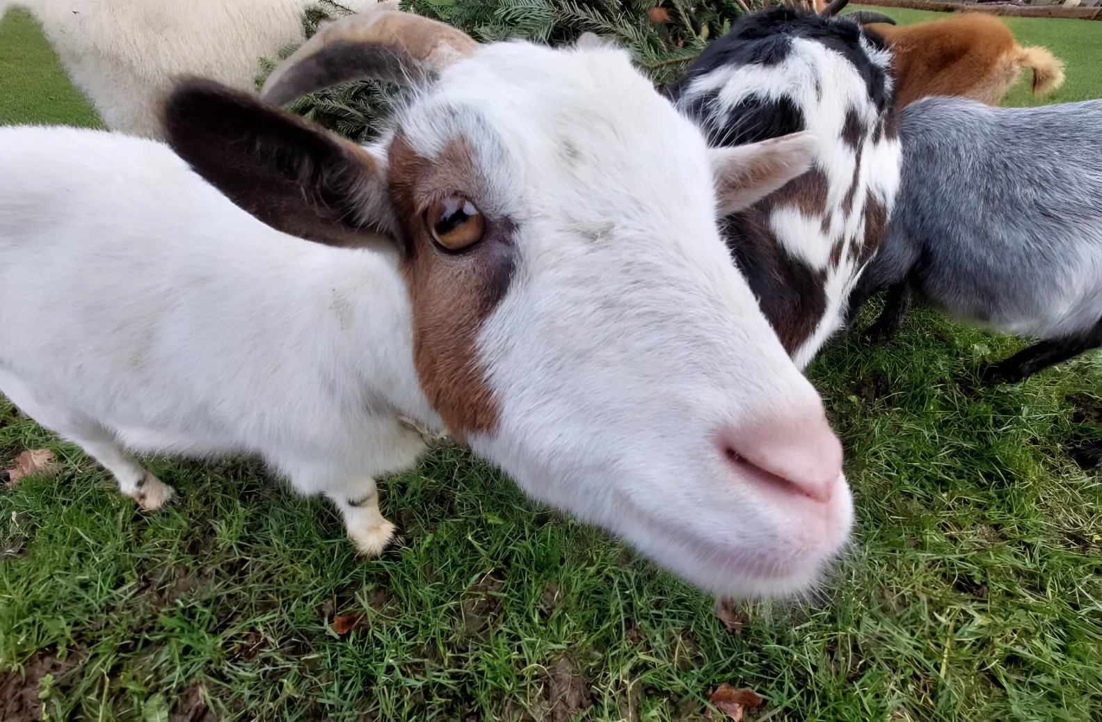 Francia condena a 30 meses de prisión a un afgano que abusó de animales y mató a una cabra; alegó que lo hizo "para no violar a una mujer"