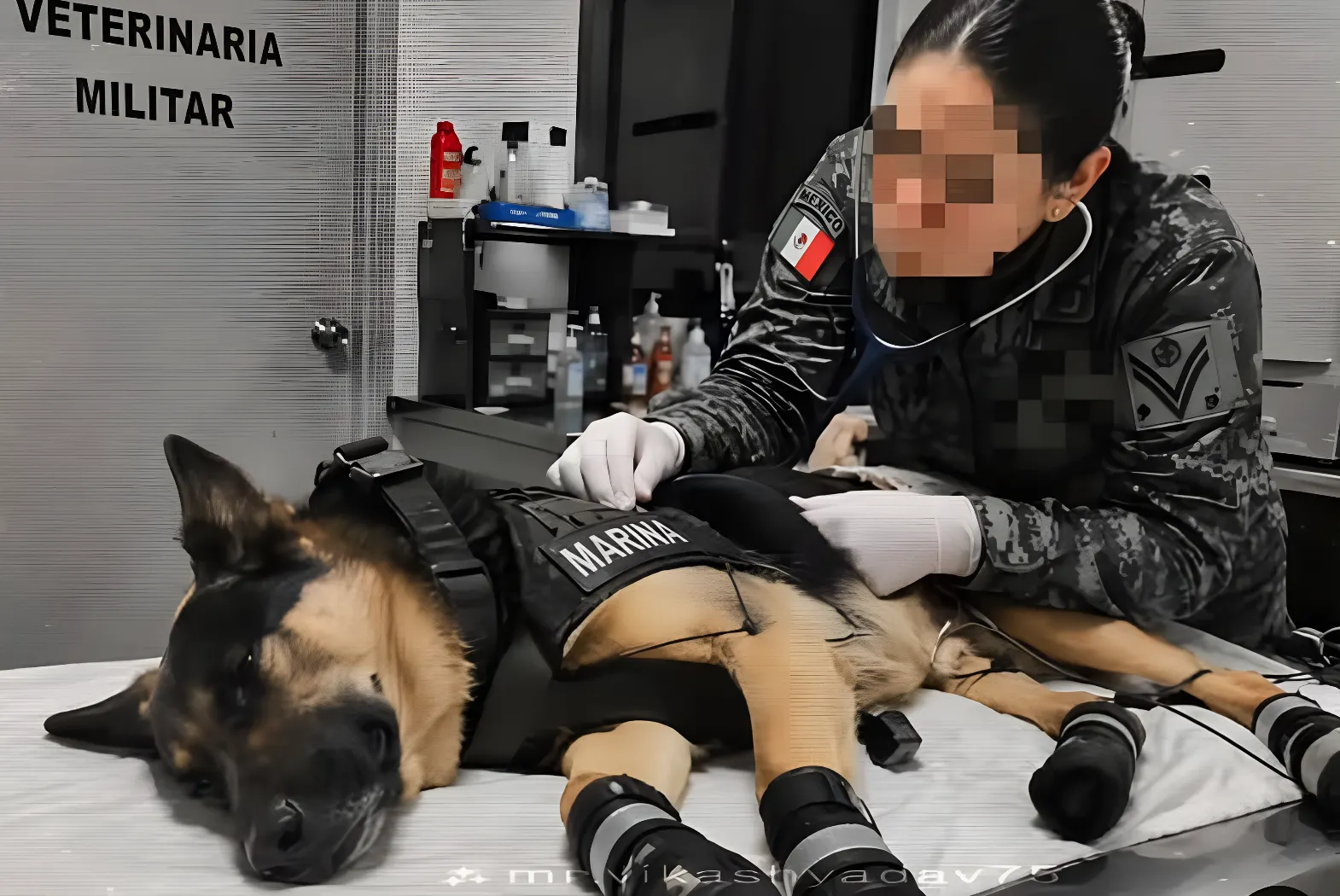 Max, el perro rescatista de la Sedena mexicana, resulta herido tras salvar a siete personas en Venezuela
