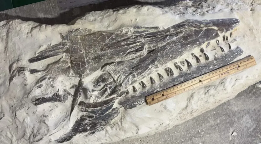 Un niño descubrió un fósil de reptil marino gigante de 85 millones de años en Kansas y lo exhibirá en una feria local