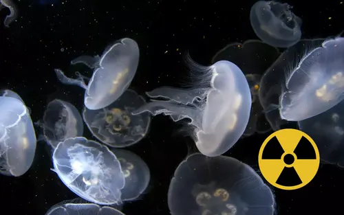 ¡Enjambre de Medusas Paraliza Central Nuclear en Francia!