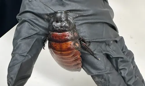 Australia ejecuta la mayor incautación de invertebrados exóticos tras hallar 100.000 cucarachas ilegales