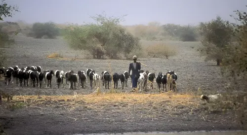 Masacre intercomunitaria en el sur de Chad: Enfrentamientos entre pastores y agricultores dejan al menos 32 muertos