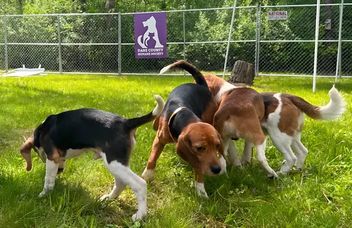 Cierran laboratorio en Wisconsin: 475 perros beagle se salvan de experimentos