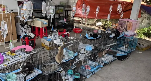 Rescatan a 400 gatos robados que iban a ser vendidos por su carne en Vietnam