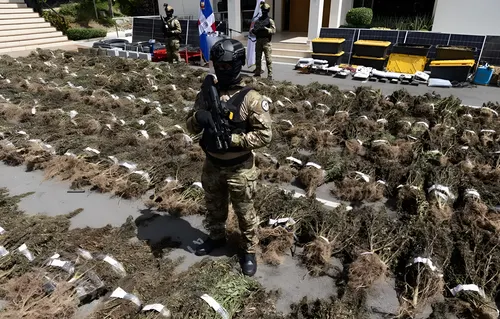 República Dominicana desmantela un cultivo masivo de 15.000 plantas de marihuana en San José de Ocoa