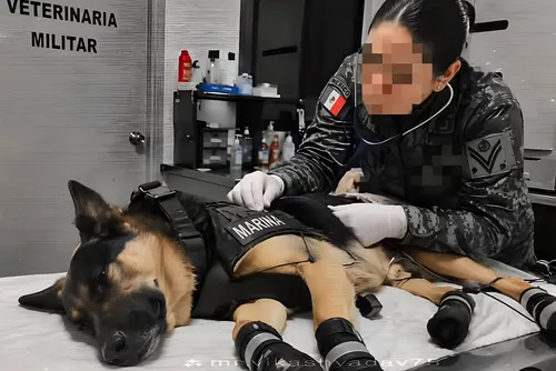 Max, el perro rescatista de la Sedena mexicana, resulta herido tras salvar a siete personas en Venezuela