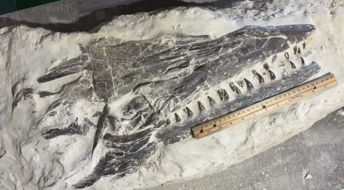 Un niño descubrió un fósil de reptil marino gigante de 85 millones de años en Kansas y lo exhibirá en una feria local
