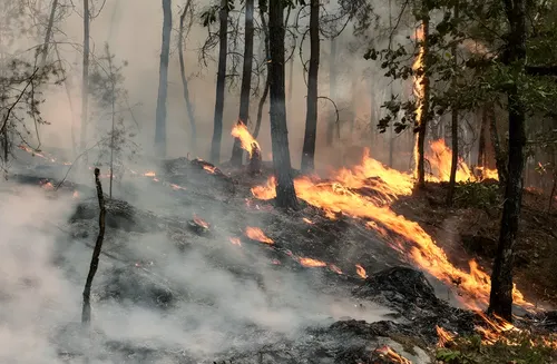 Francia sufre un incendio en el bosque Fontainebleau que calcina 2.000 hectáreas