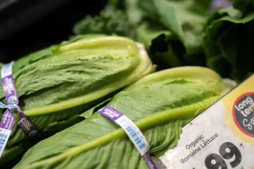 Las autoridades sanitarias de Michigan flexibilizan las alertas por lechuga contaminada, pero la desconfianza frena las ventas en EE. UU.