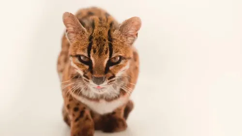 Científicos identificaron en Bolivia una nueva especie de gato salvaje de menor tamaño que el felino doméstico