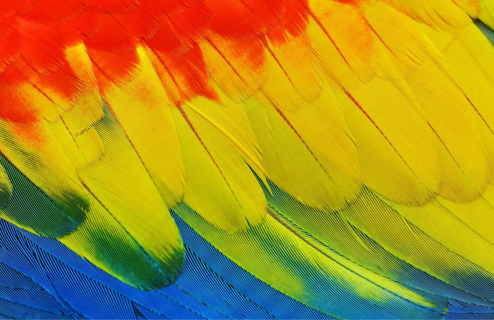 How to use custom theme colours in Flutter without using Material or Cupertino Theme