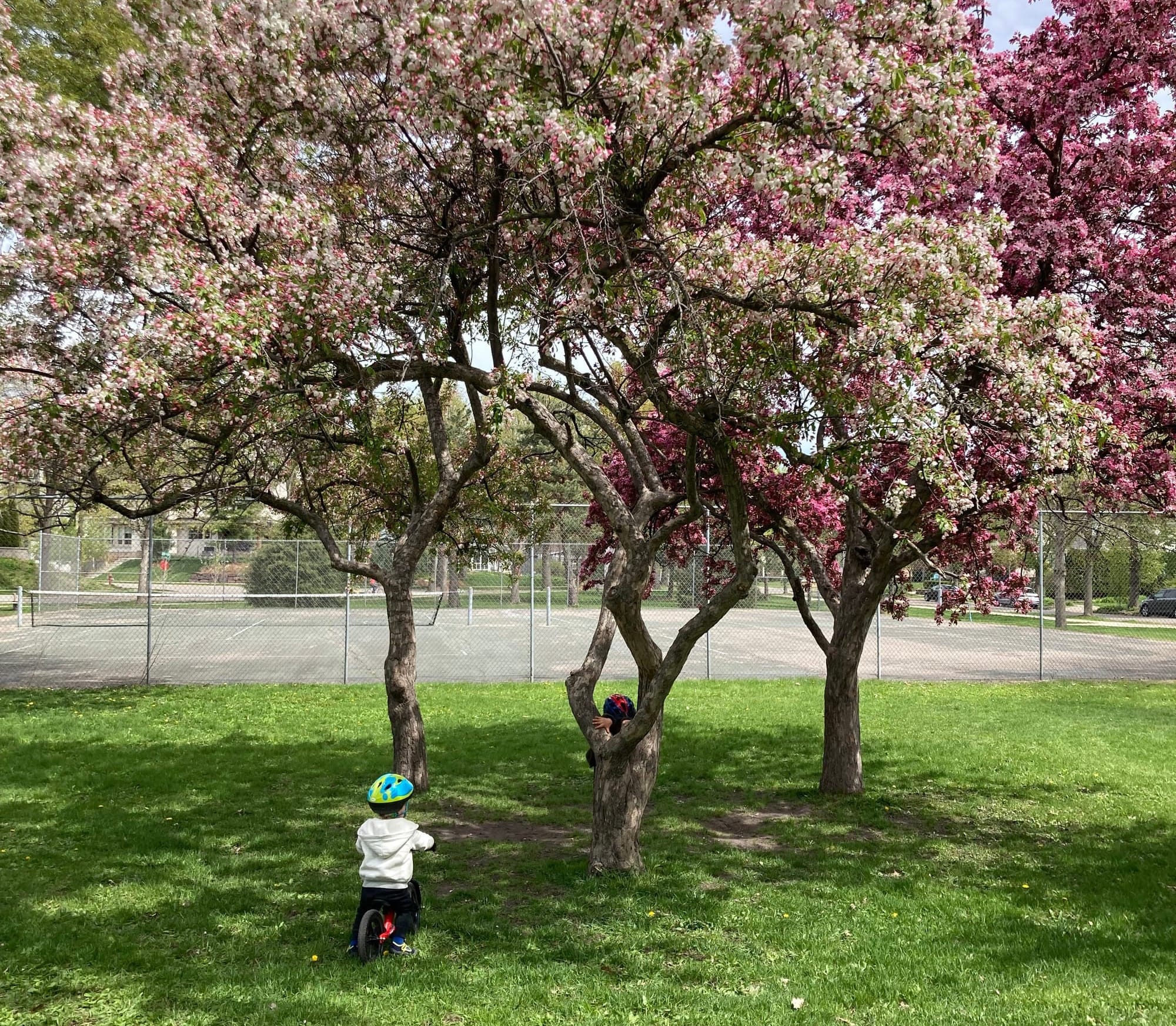 Children playing under flowering trees