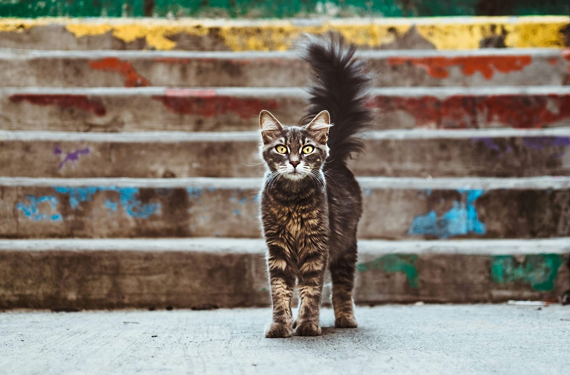 A cat stares at the camera, wondering...something! 