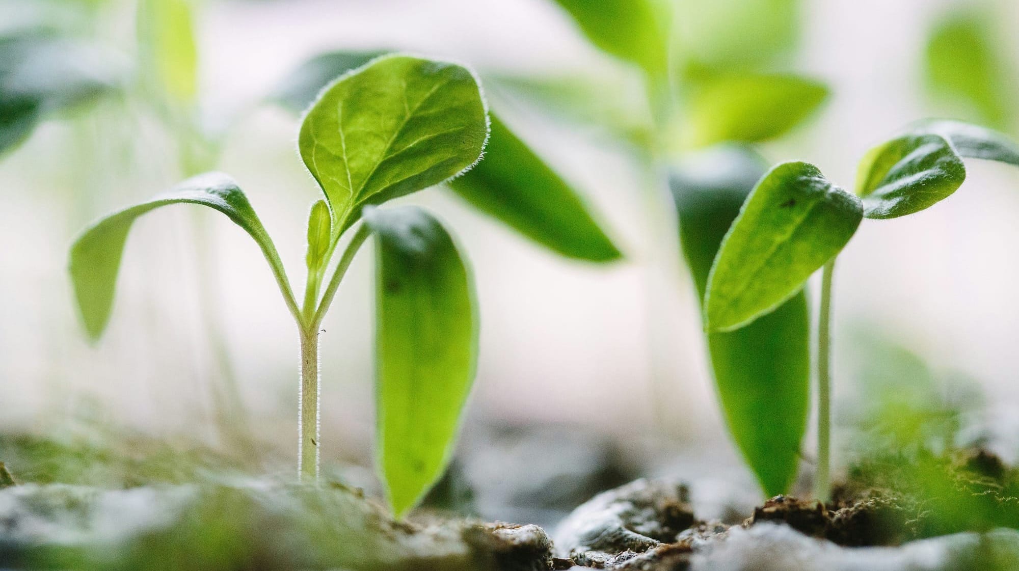 Seedlings just sprouting their first sets of true leaves.