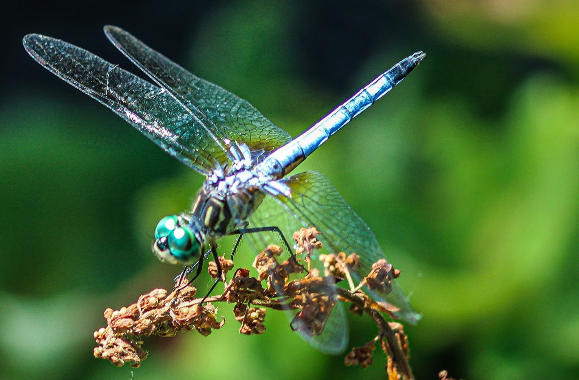 A blue dragonfly with teal eyes perched on a seedhead.