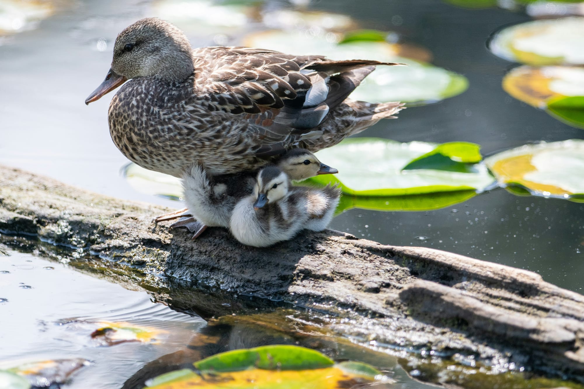 Mallard duck with just two babies sitting on a log surrounded by lily pads.