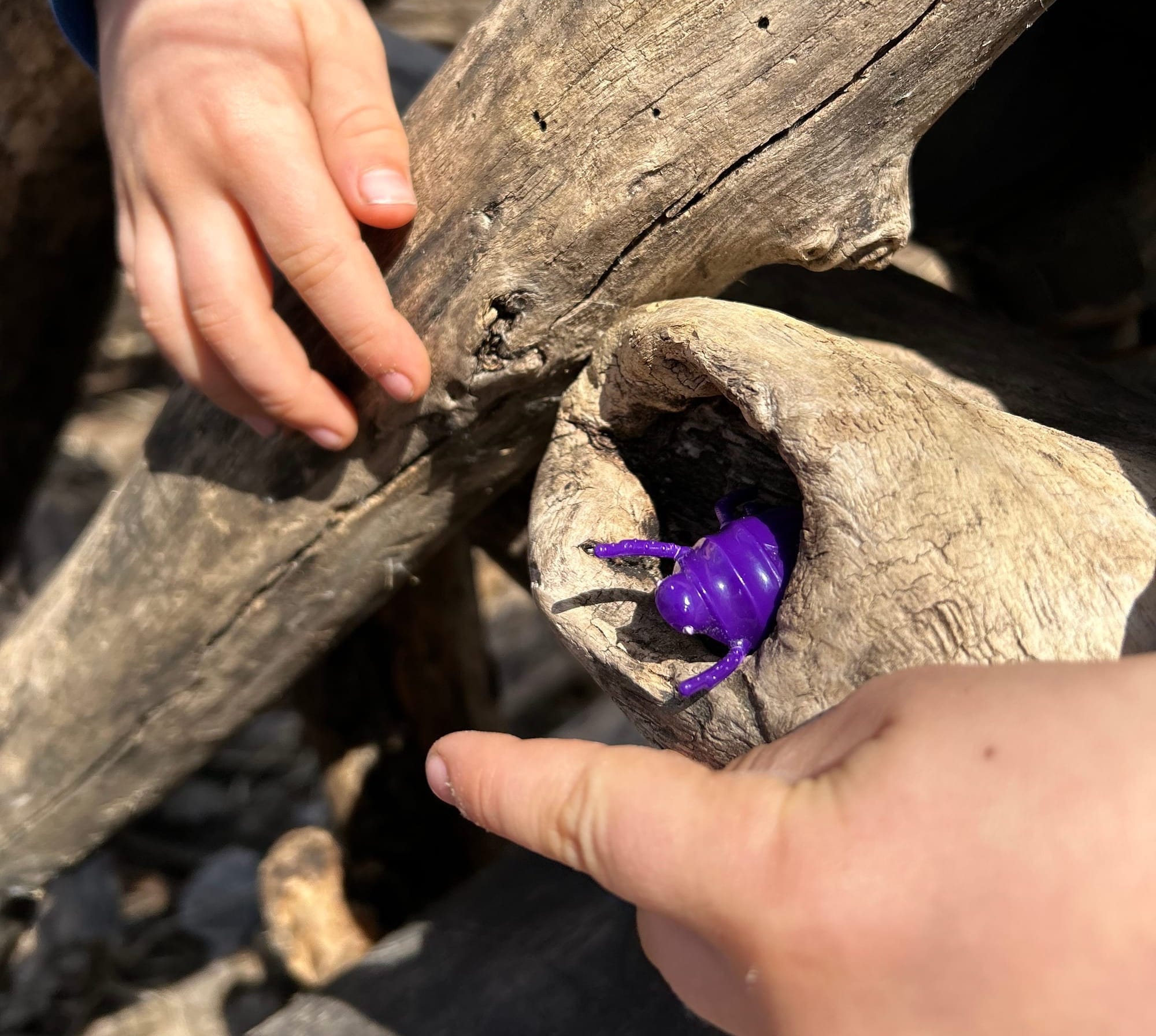 A purple plastic bug peeks out of a hollow tree limb. A child's hands point toward it. 
