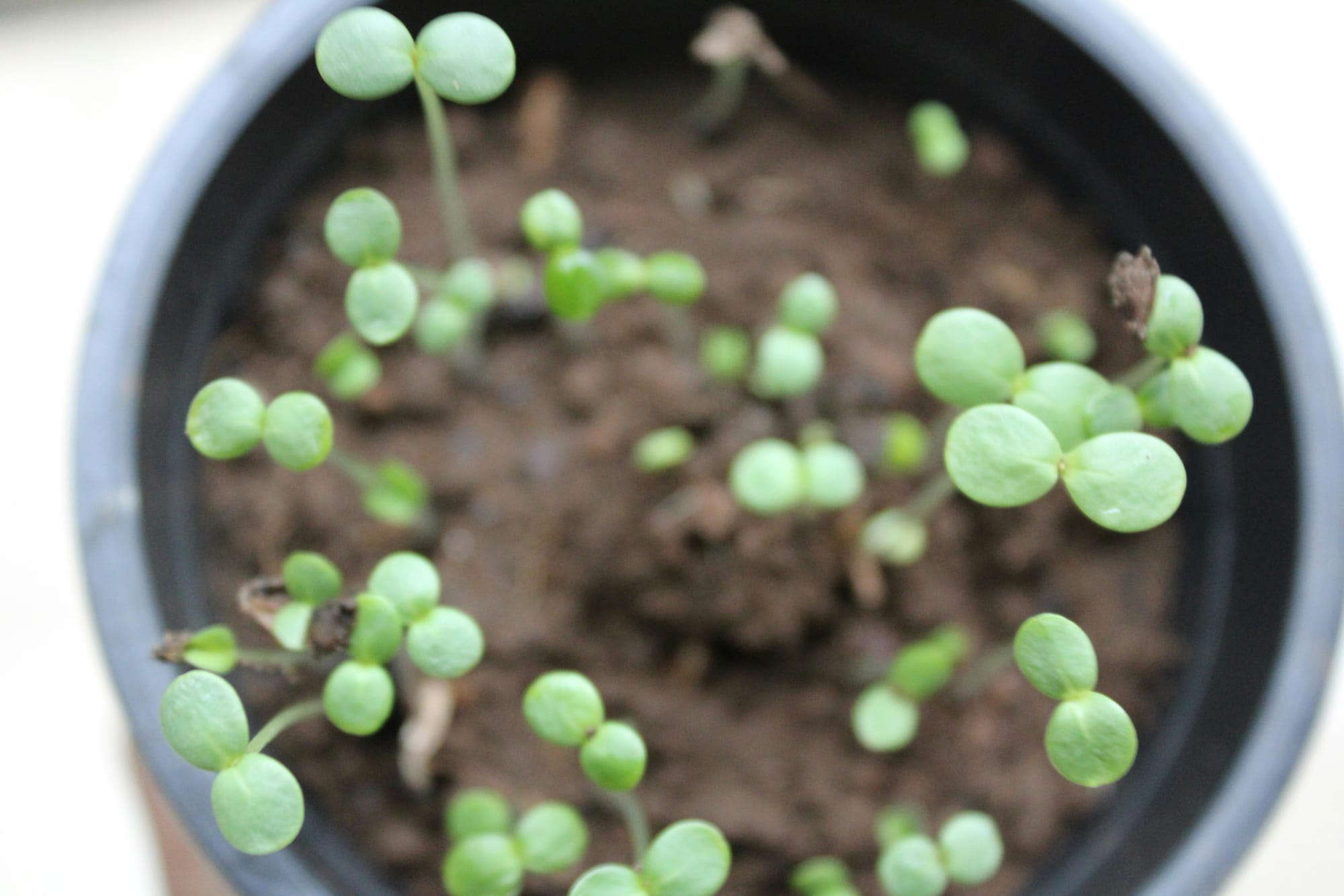 Multiple recently sprouted plants in a small pot of soil.