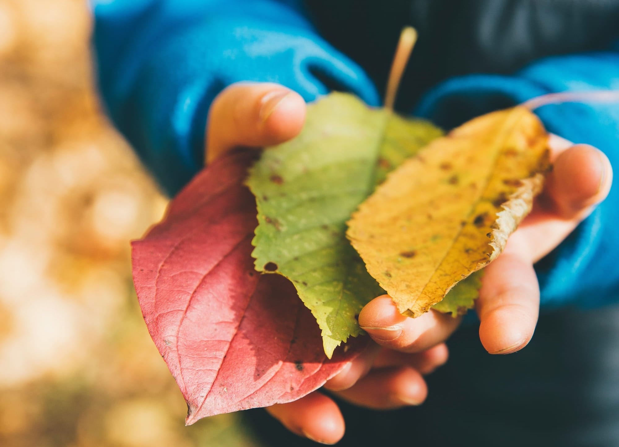 Three fall leaves, in red, green, and yellow, in a child's hands. 