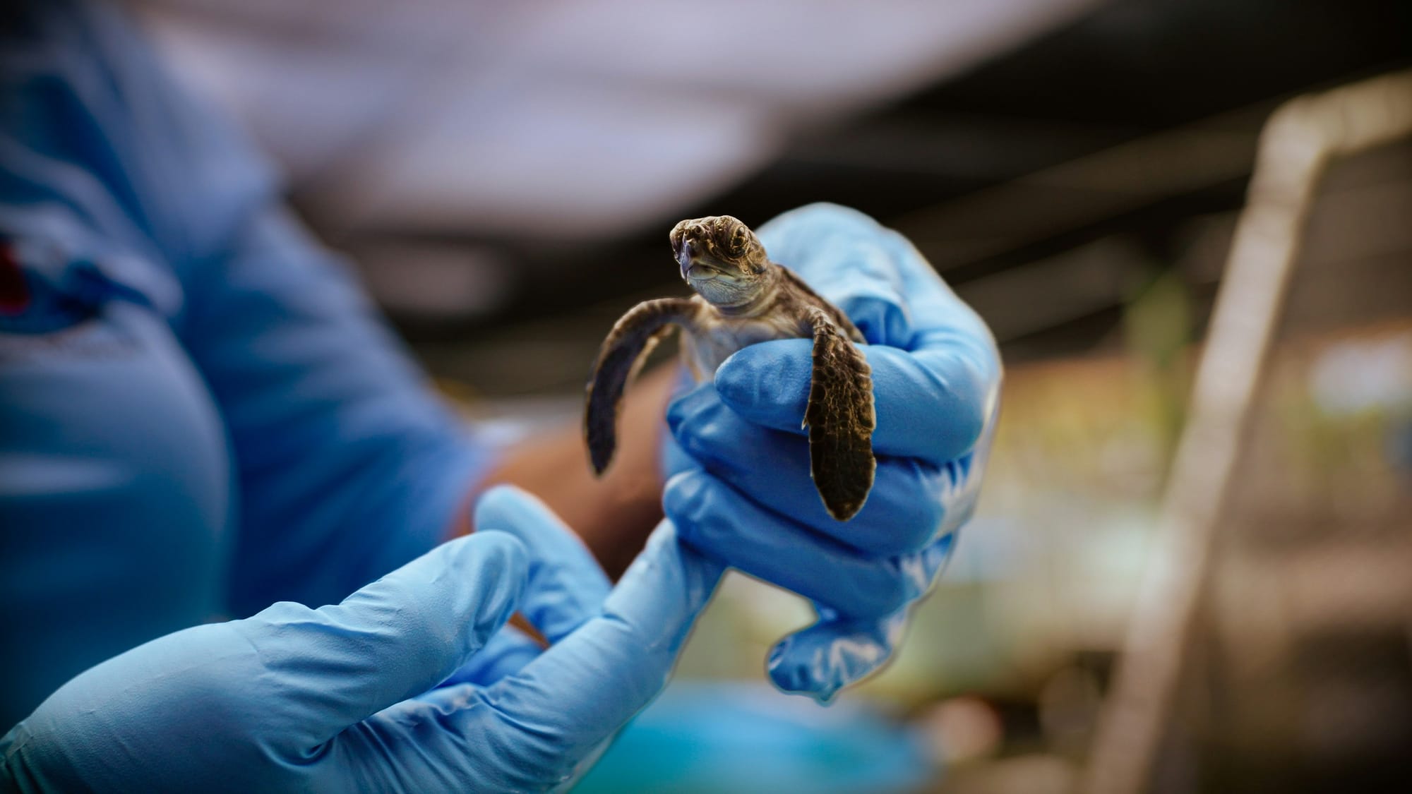 Gloved hands holding a tiny baby sea turtle.