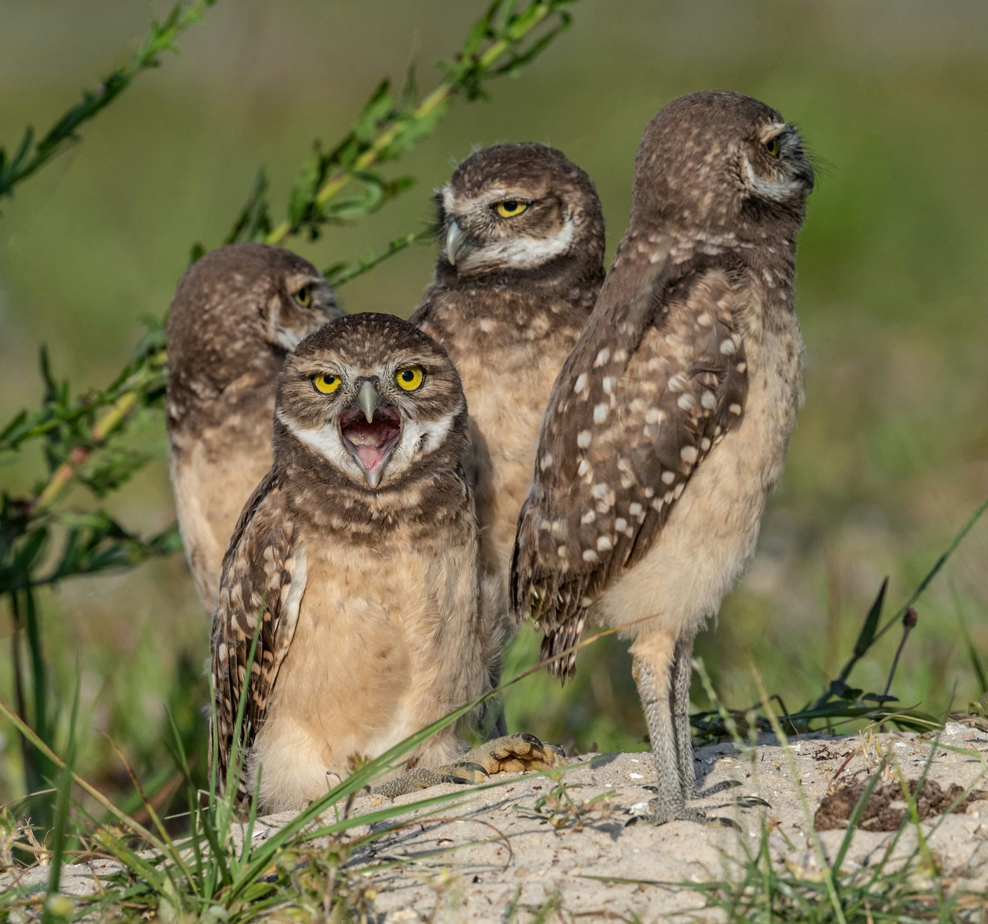 Maybe these four burrowing owls look contemptuous?