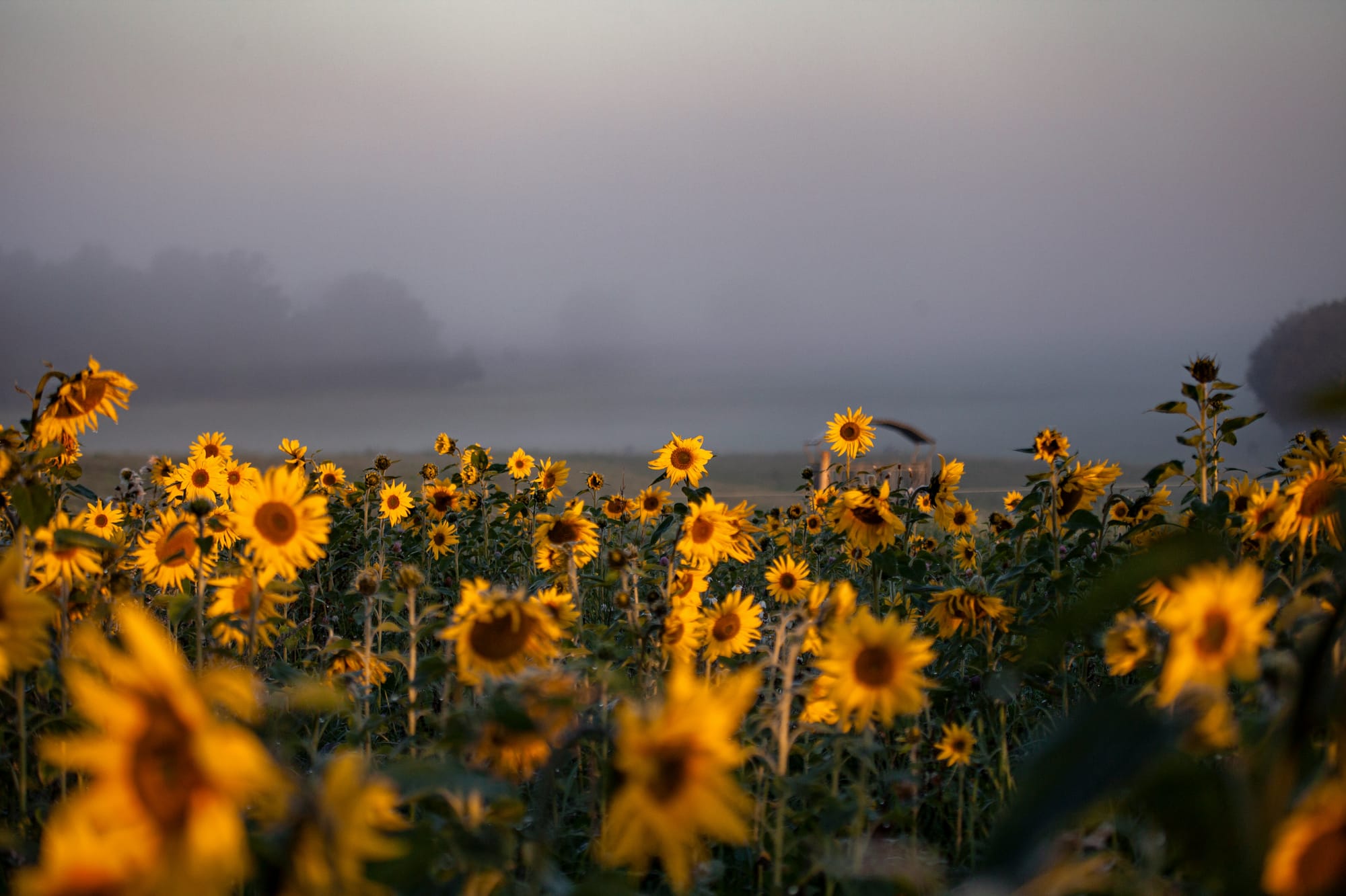 Sunflowers beneath a stormy sky.