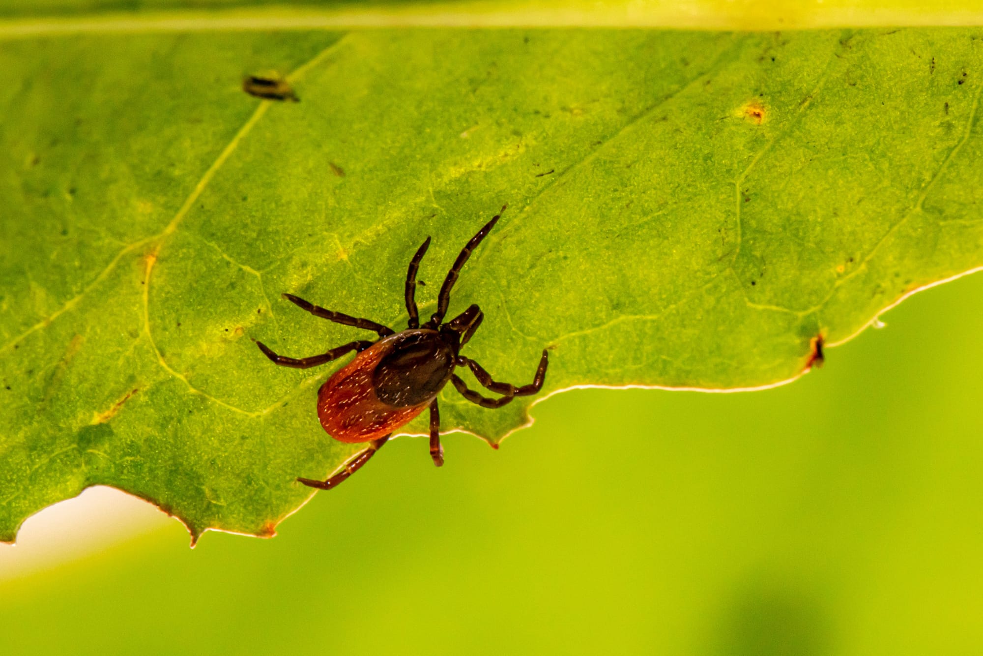 A deer tick on a leaf. 
