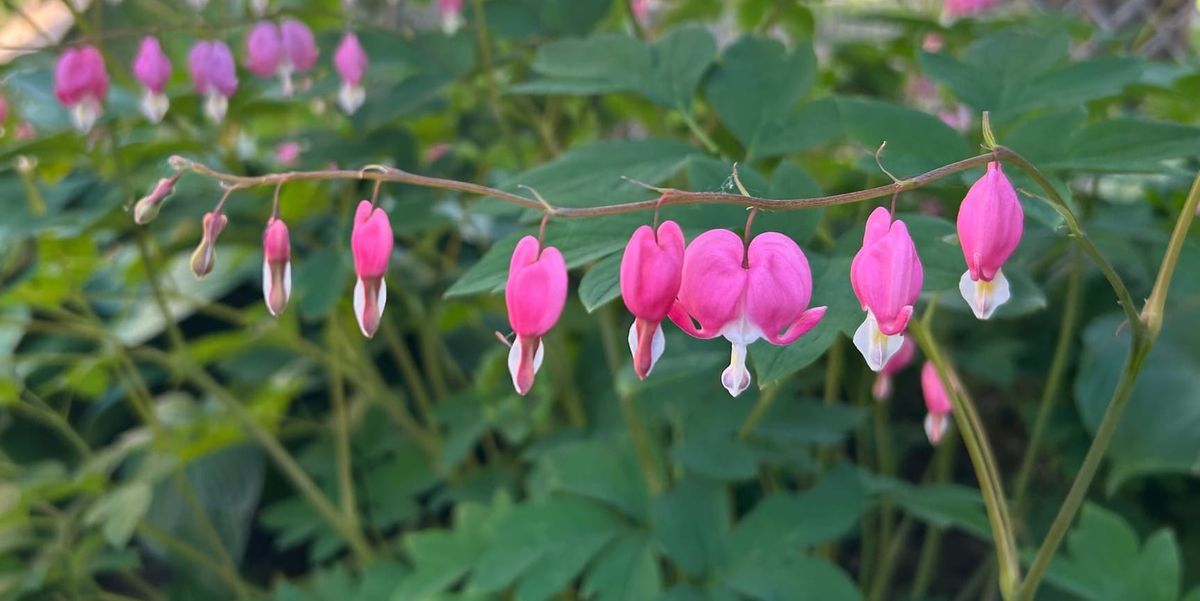 A bleeding heart story