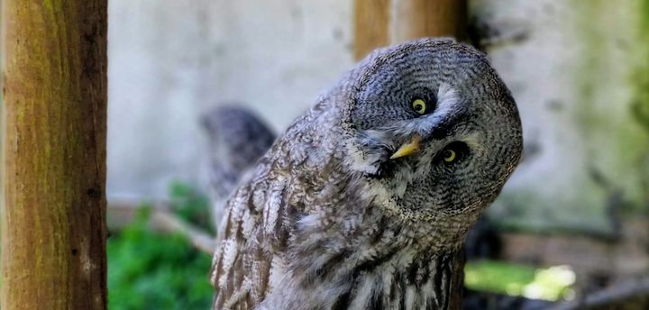A great gray owl curiously tilts its head. 