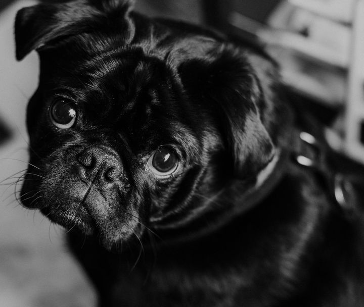 A small black pug-nosed dog looks at the camera with a sad-eyed expression.