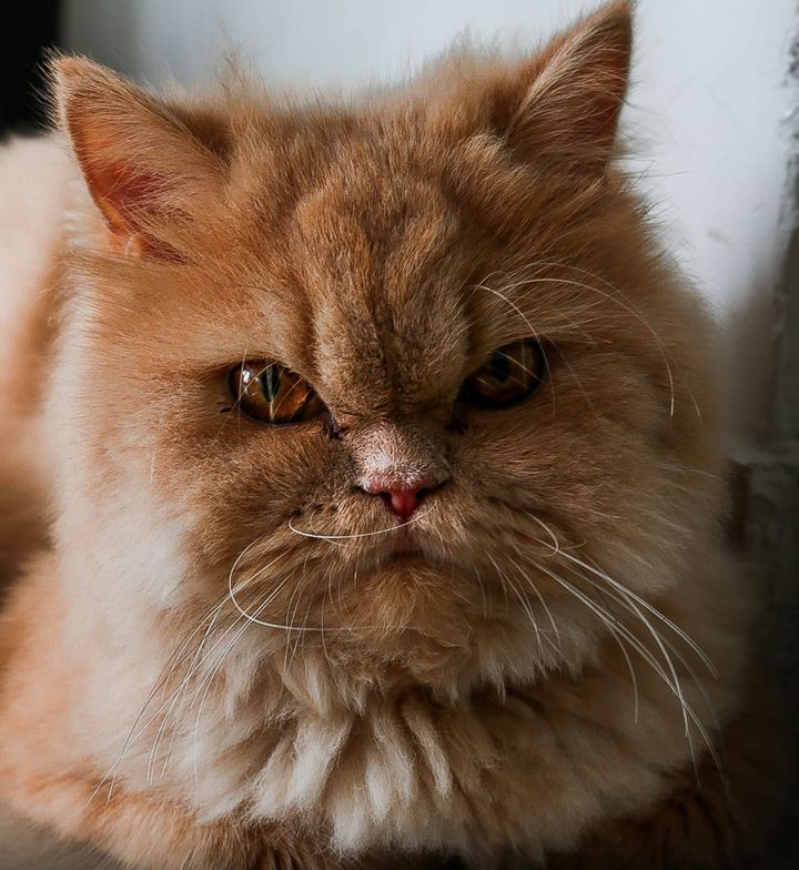 An orange cat's face, looking contemptuously into the camera.