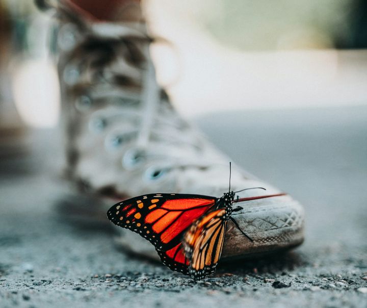 Close up of a monarch butterfly (in focus) alit on a person's dirty shoe (out of focus).
