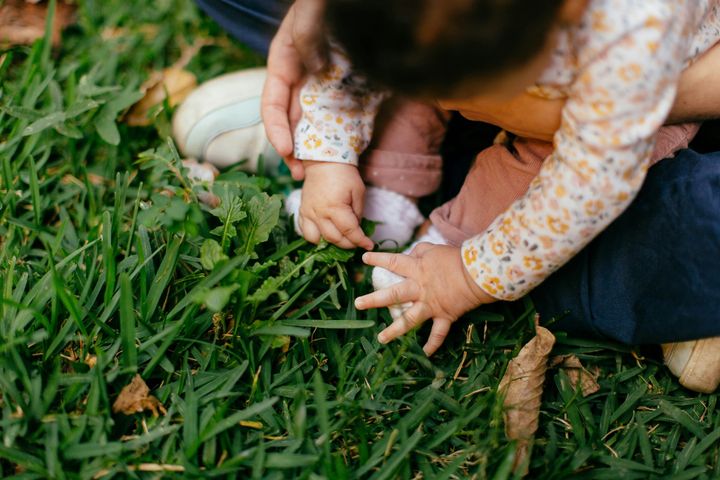 A baby explores leaves of grass as she sits in a caregiver's lap in the grass. 
