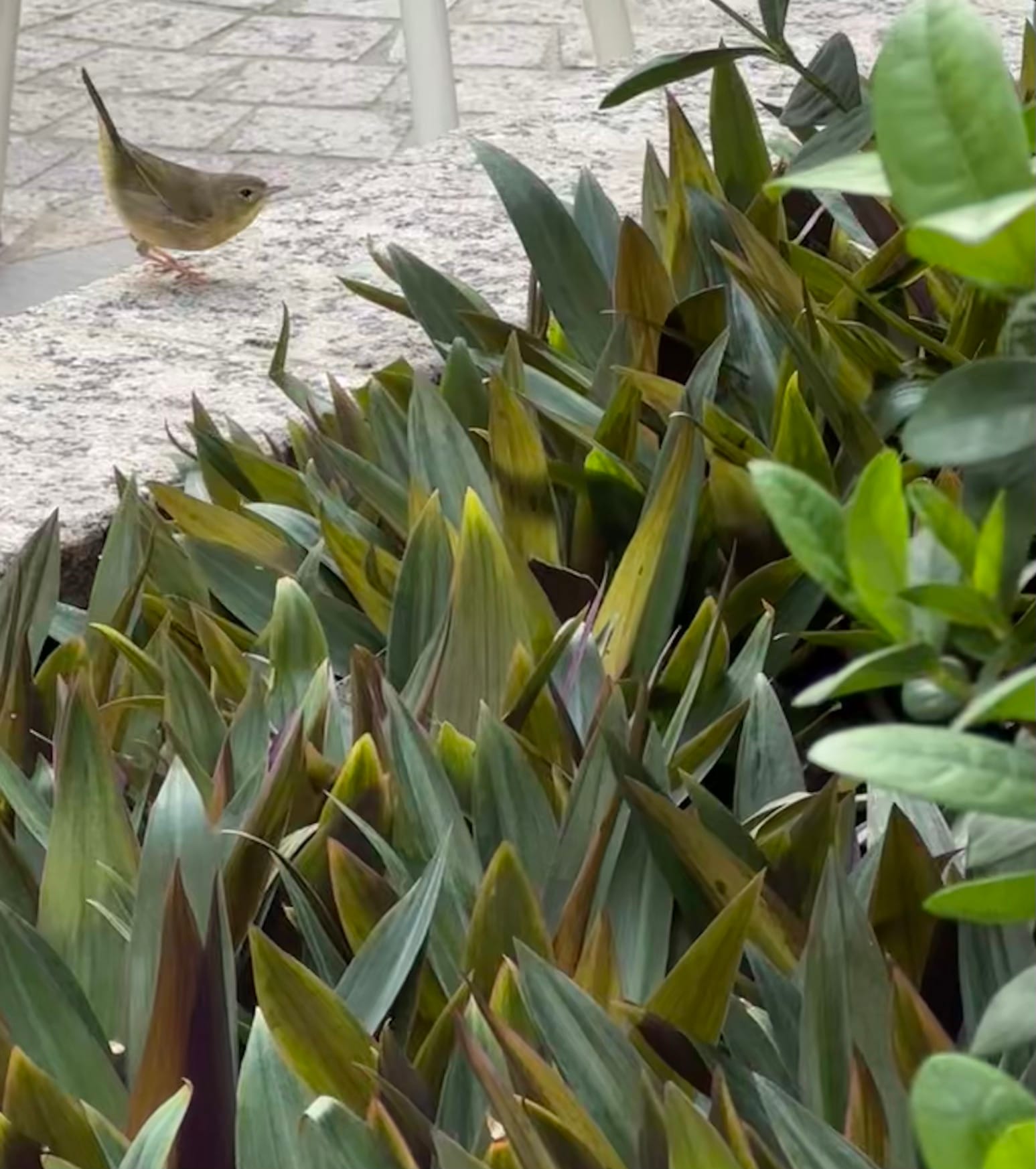 A female common yellowthroat heads for cover