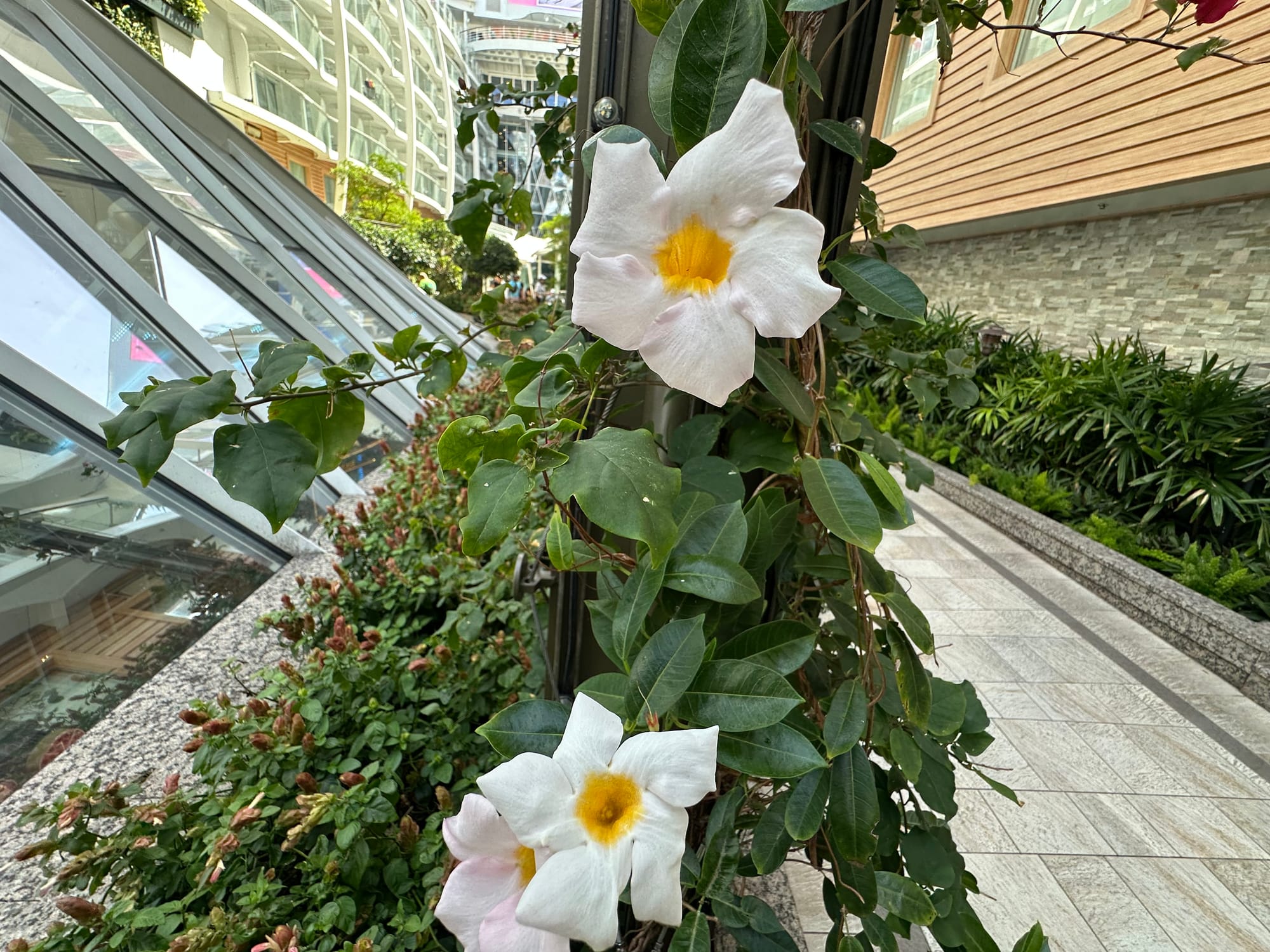Flowers climb a pole