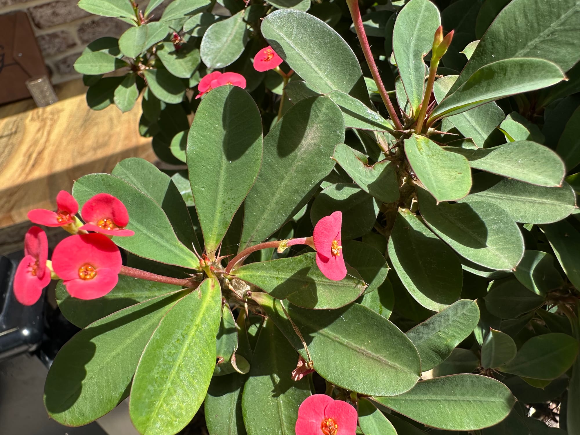 Euphorbia