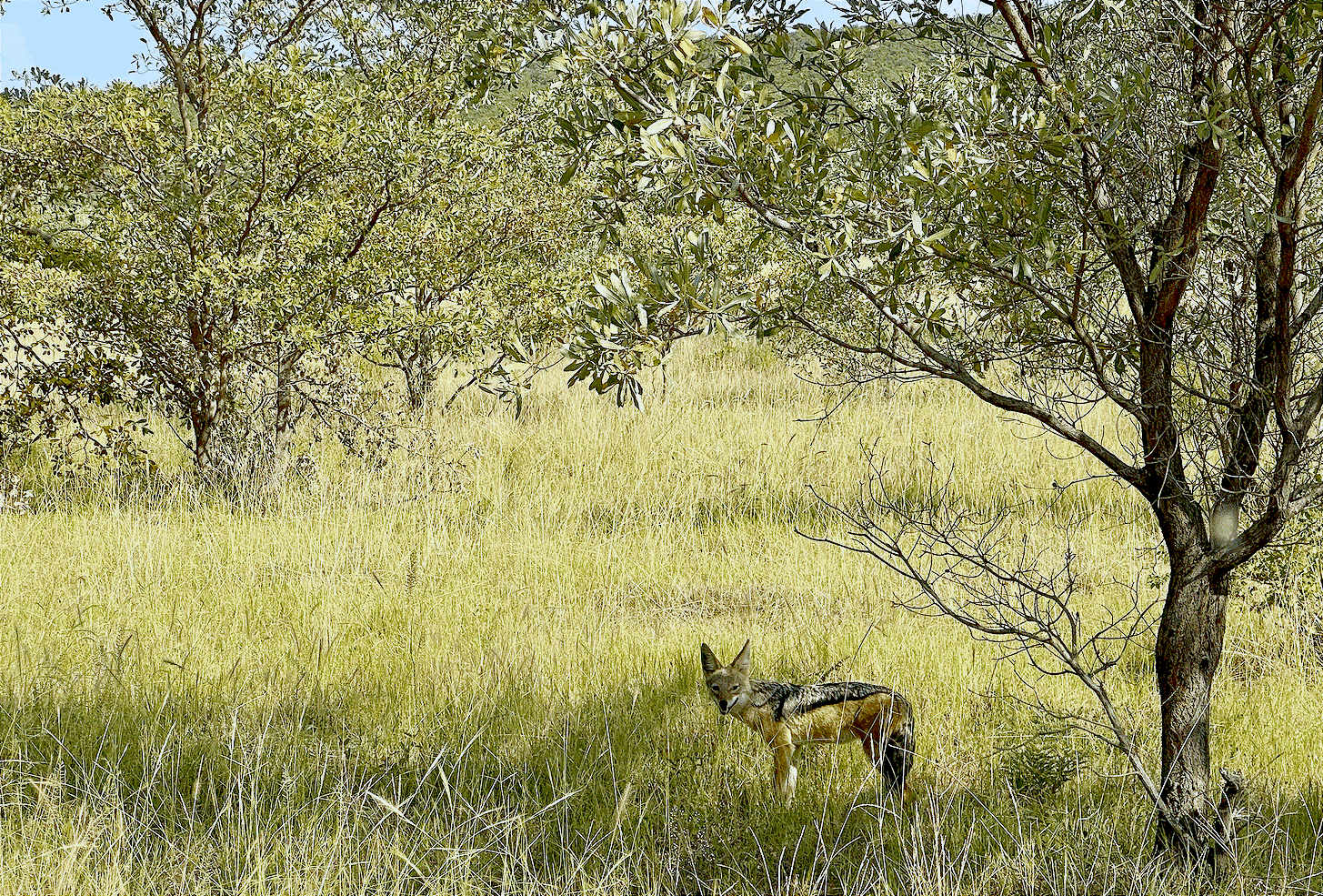A jackal under a tree in South Africa. 