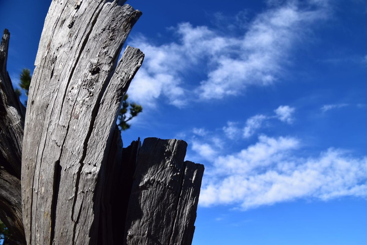 All dogs go to heaven