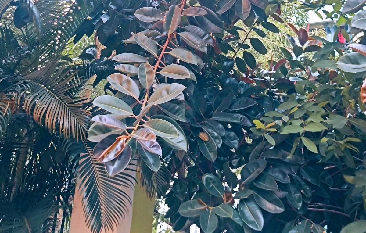 Plants and Us: An Observation...