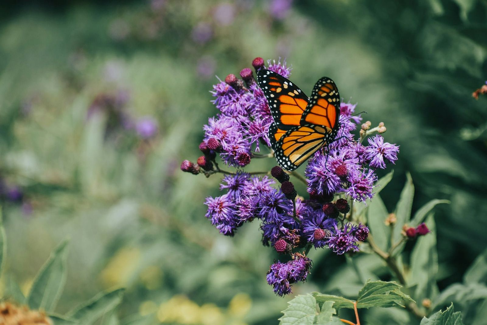 Pollinator Pals: Discover the Tiny Helpers Around the Hotel