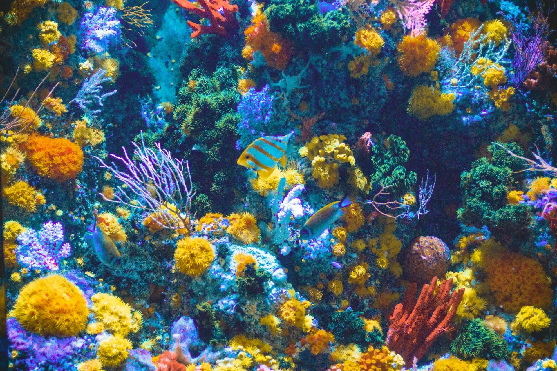 Immersive Oceans: Augmented Reality for the Next Generation of Aquariums