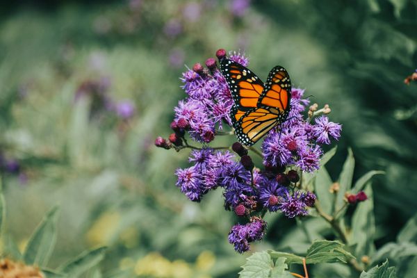 Pollinator Pals: Discover the Tiny Helpers Around the Hotel