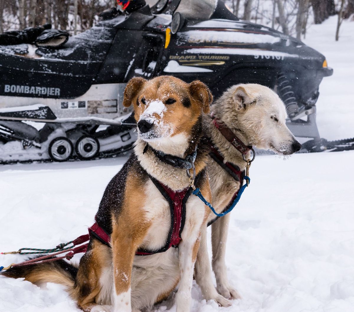 Sled dogs - Photos