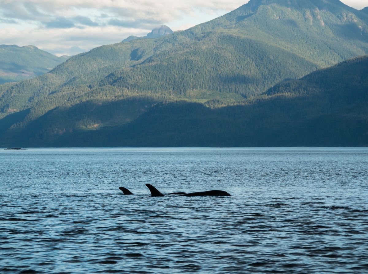 Pacific Wild West - Photos