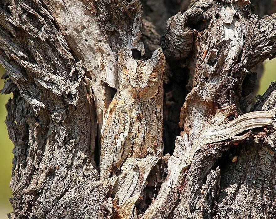 The Digital Lives of Animals