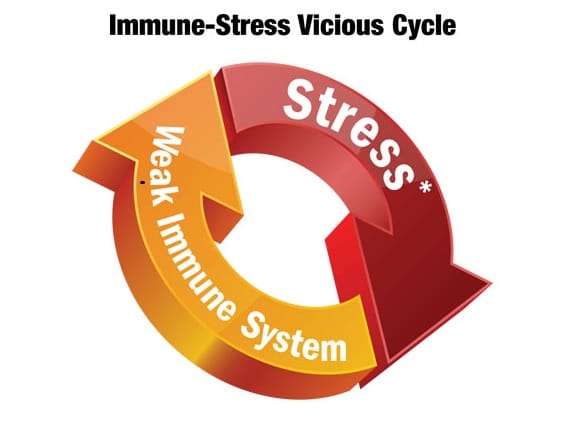 Impact of stress on the immune system