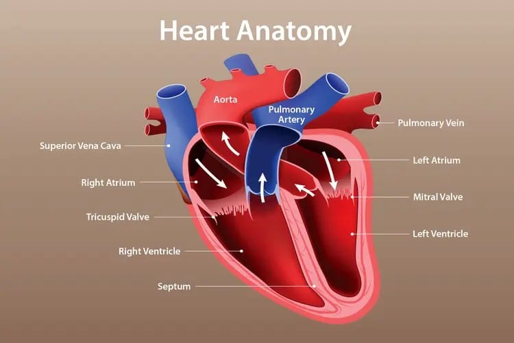 Left-Sided Heart Failure: Causes, Symptoms, Diagnosis, and Treatment